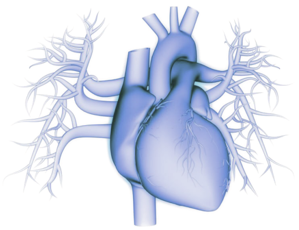 A stylized blue anatomical illustration of the human heart and surrounding blood vessels